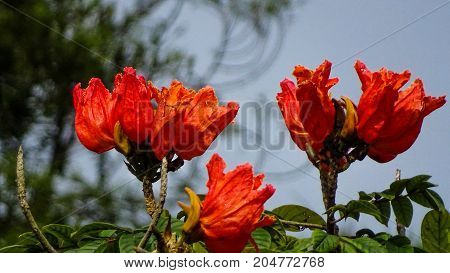some red flowers on the top of it's tree