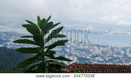 a tree on the hill with a small view of penang island