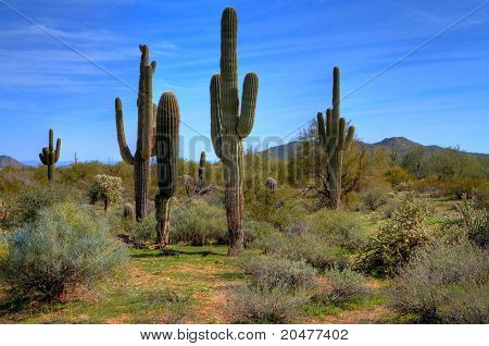 Saguaro kaktusů na jaře