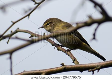 Common chiffchaff (Phylloscopus collybita) in the twigs a small bird from the family of leaf warbler close up