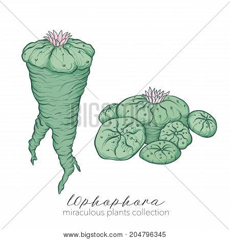 Ophophora plant. Colored stock line vector illustration.