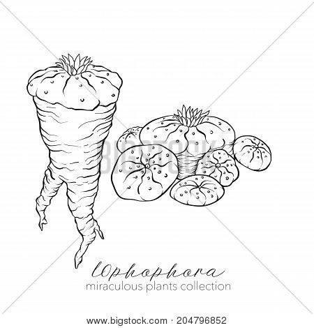 Ophophora plant. Outline stock line vector illustration.