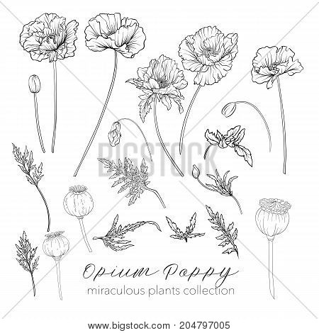 Opium poppy plant set. Outline stock line vector illustration.