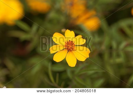 Lemmons Marigold (tagetes Lemmonii)
