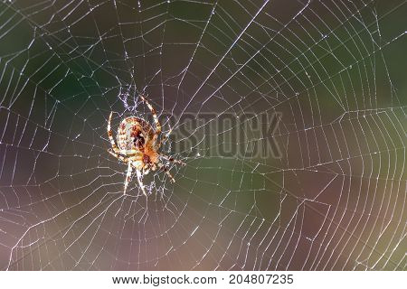 Abstract natural background with web and spider close-up in sunlight on the blurred background of the forest