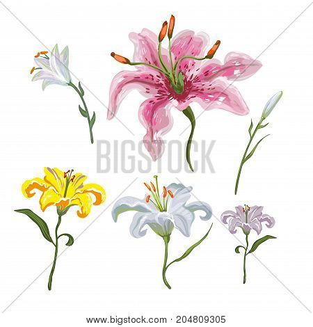Colorful of lilies flower on white background. Vector set of blooming floral for your design. Adornment for wedding invitations and greeting card.