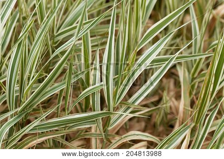 Reed Canary Grass (phalaris Arundinacea)