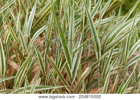 Reed Canary Grass (phalaris Arundinacea)