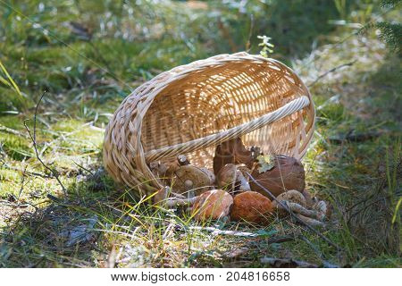Woven basket and mushroom boletus in forest, horizontal