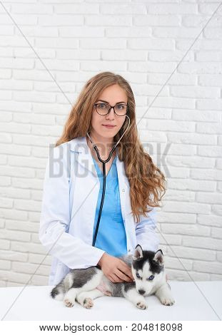 Portrait of young professional veterinarian in eyeglasses caring,  listening heart beat of husky dog, like wolf with blue eyes.  Doctor in white robe holding little puppy husky, who lying on table.