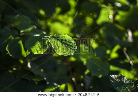 Leaves of alnus under the sun in forest summer time Poland