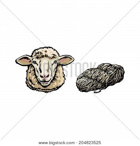 vector sketch cartoon style sheep head and cutted lamb wool set. Isolated illustration on a white background. Hand drawn animal with big twisted horns. Cattle farm cloven-hoofed livestock animal