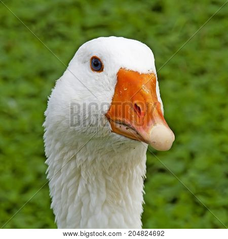 Close up portrait of a white goose