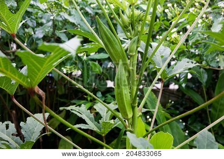 Okra (Gumbo Lady's finger) on tree in garden