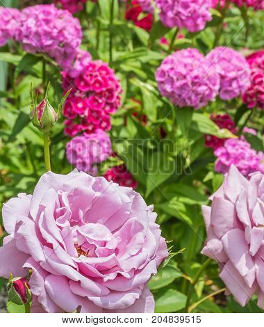 Flower of a pink rose against the background of a blossoming sweet-william in a summer garden close-up