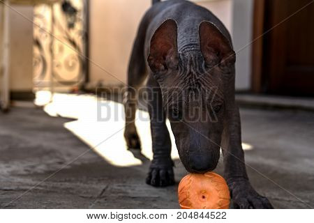 Dog puppy of the breed Xoloitzcuintle playing with an orange ball toy