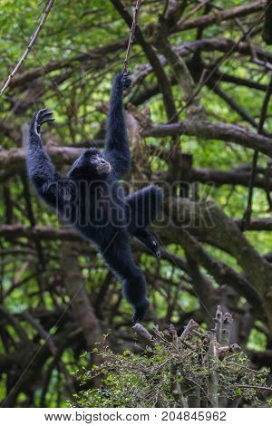 Baby Siamang Playing, Ragunan Zoo, Jakarta, Indonesia