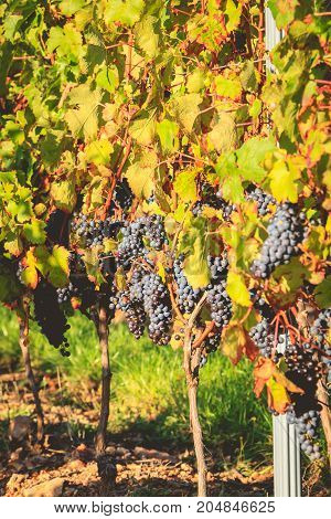 Bunches Of Ripe Grapes On Their Vines Before Harvest