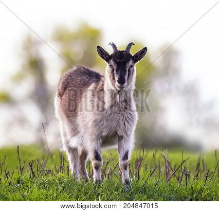 funny goat grazing in a lush green meadow clear day and looking directly at the camera