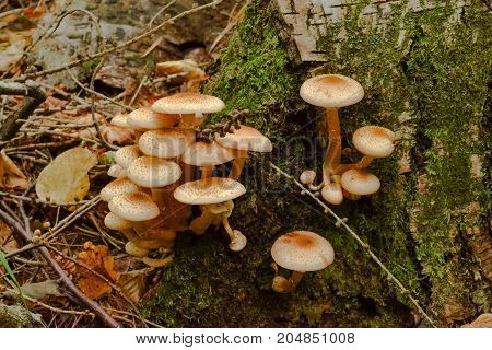 Mushrooms in the forest grow on an old fallen tree