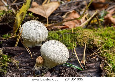 Edible mushrooms Common Puffball Lycoperdon perlite macro.