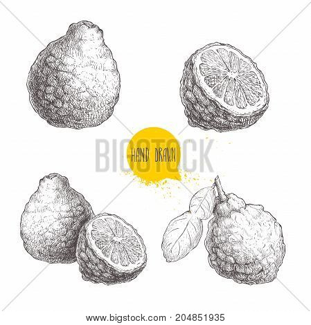 Hand drawn sketch style bergamot fruits set. Kaffir lime whole with leaf and half vector illustration. Organic food. Citrus collection isolated on white background.