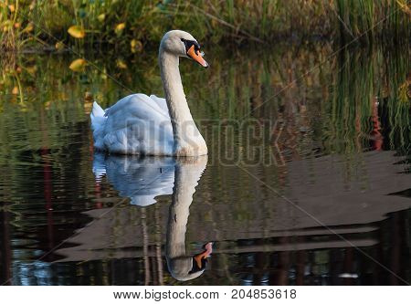 white swan swimming on the lake in the wild