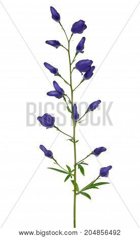 Aconitum napellus flower isolated on white background