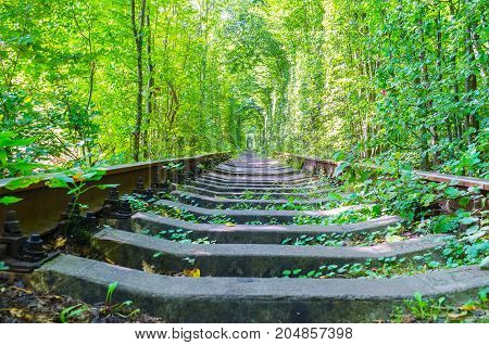 Railway Road In Forest