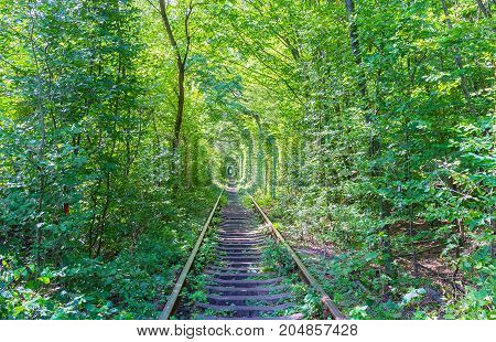 The Romantic Place In The Forest