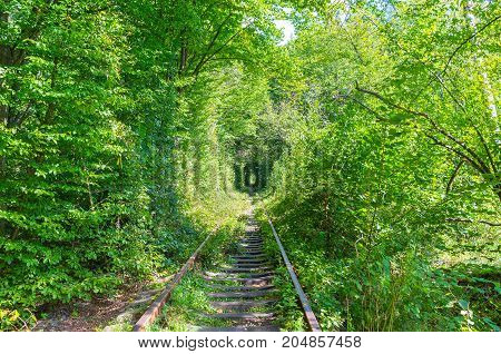Tunel Of Love In Green Forest
