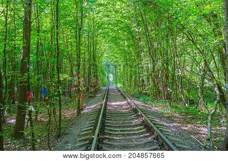 The Railway Road Through The Forest