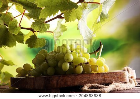 Grapes on wooden table and grape leaves . Healthy fresh fruit wine grapes.