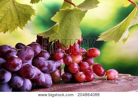Grapes on wooden table and grape leaves . Healthy fresh fruit wine grapes.