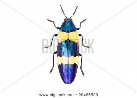 Blue Beetle Chrysochroa Mniszechi isoliert