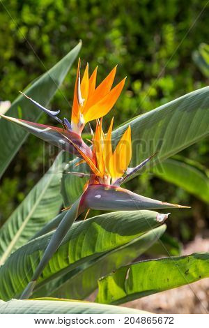 Strelitzia Or Bird Of Paradise Flower In Portugal