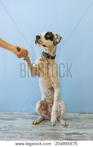 Sitting On Hind Legs English Pointer Womens Hand Holds It