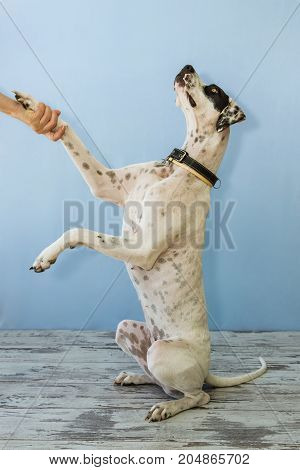 Sitting On Hind Legs English Pointer Womens Hand Holds Its Leg