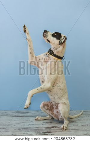 Sitting On Hind Legs English Pointer