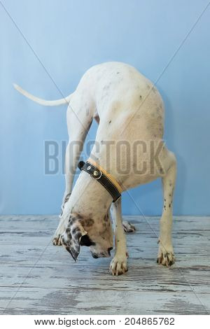 Standing English Pointer