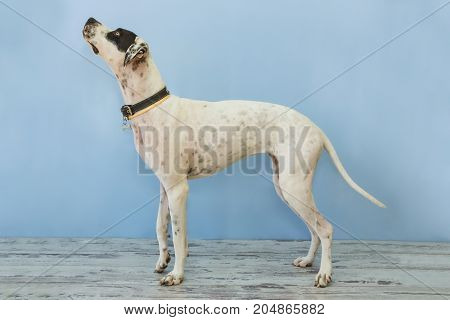 Standing English Pointer