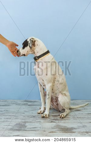 English Pointer