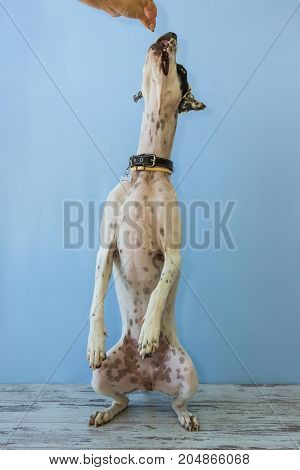 English Pointer