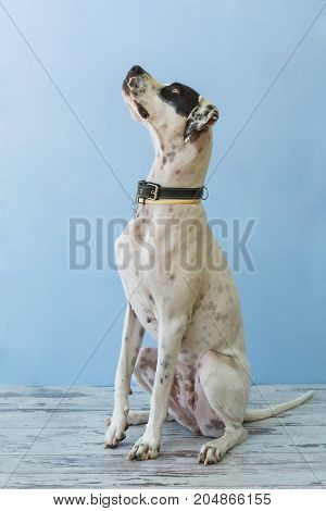Sitting English Pointer