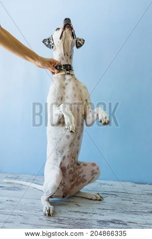 Sitting On Hind Legs English Pointer Womens Hand Holds It