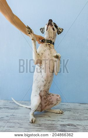 Sitting On Hind Legs English Pointer Womens Hand Holds It