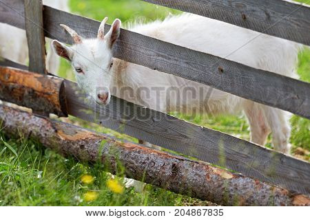 white goatling stuck his head between the fence boards