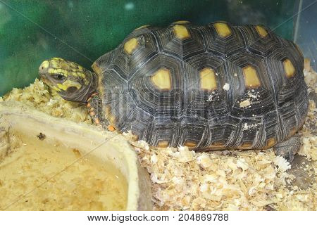 Large Swamp Turtle