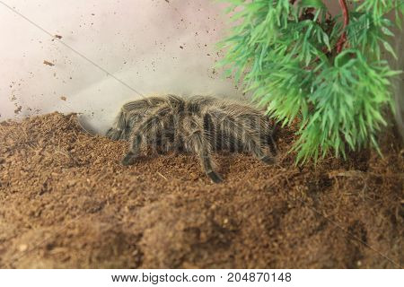 Tarantula Brachypelma Albopilosum