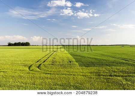 The Agricultural Field Is Divided Into Two Halves By A Straight Line And On Which Two Types Of Cerea